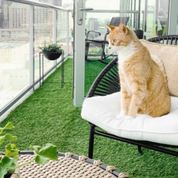 We love our furry friends! a cat sitting in a chair on a balcony